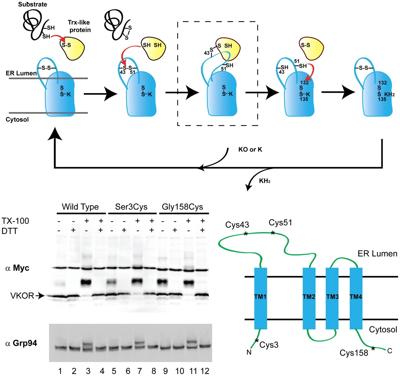Vitamin K epoxide reductase prefers ER membrane-anchored thioredoxin-like redox partners