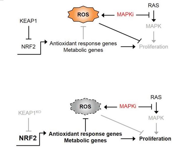 KEAP1 loss modulates sensitivity to kinase targeted therapy in lung cancer