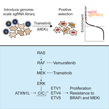 ATXN1L, CIC, and ETS Transcription Factors Modulate Sensitivity to MAPK Pathway Inhibition