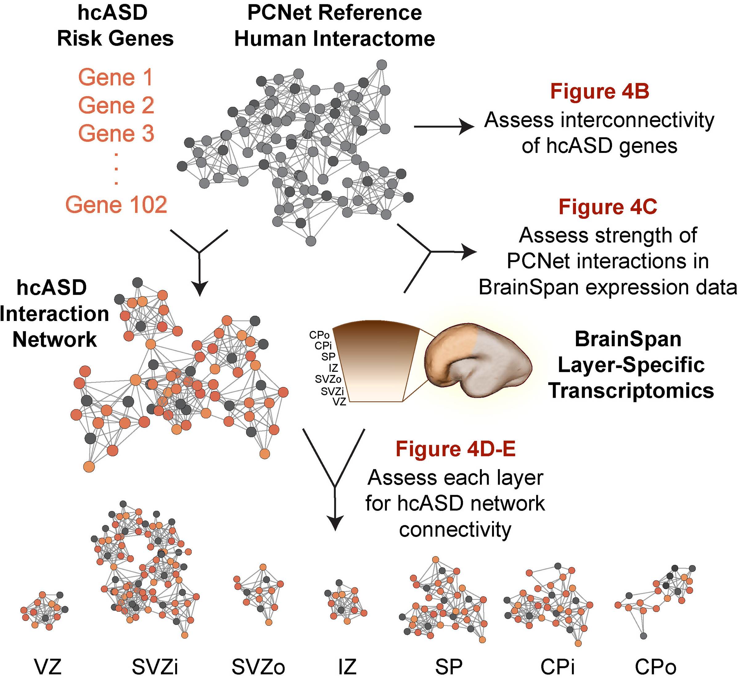 Parallel in vivo analysis of large-effect autism genes implicates cortical neurogenesis and estrogen in risk and resilience