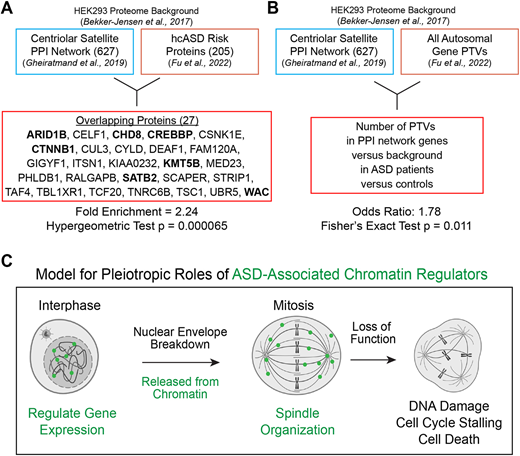 Pleiotropy of autism-associated chromatin regulators