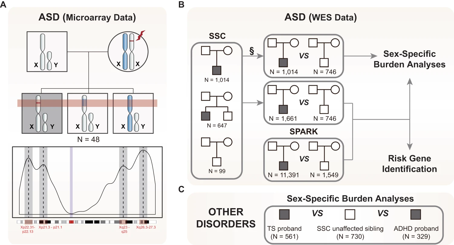 Rare X-linked variants carry predominantly male risk in autism, Tourette syndrome, and ADHD