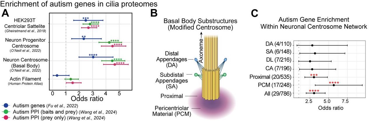 Convergence of autism proteins at the cilium