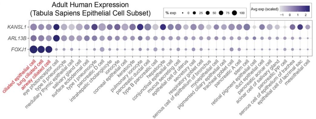Koolen-de Vries Syndrome causal gene KANSL1 is required for motile ciliogenesis
