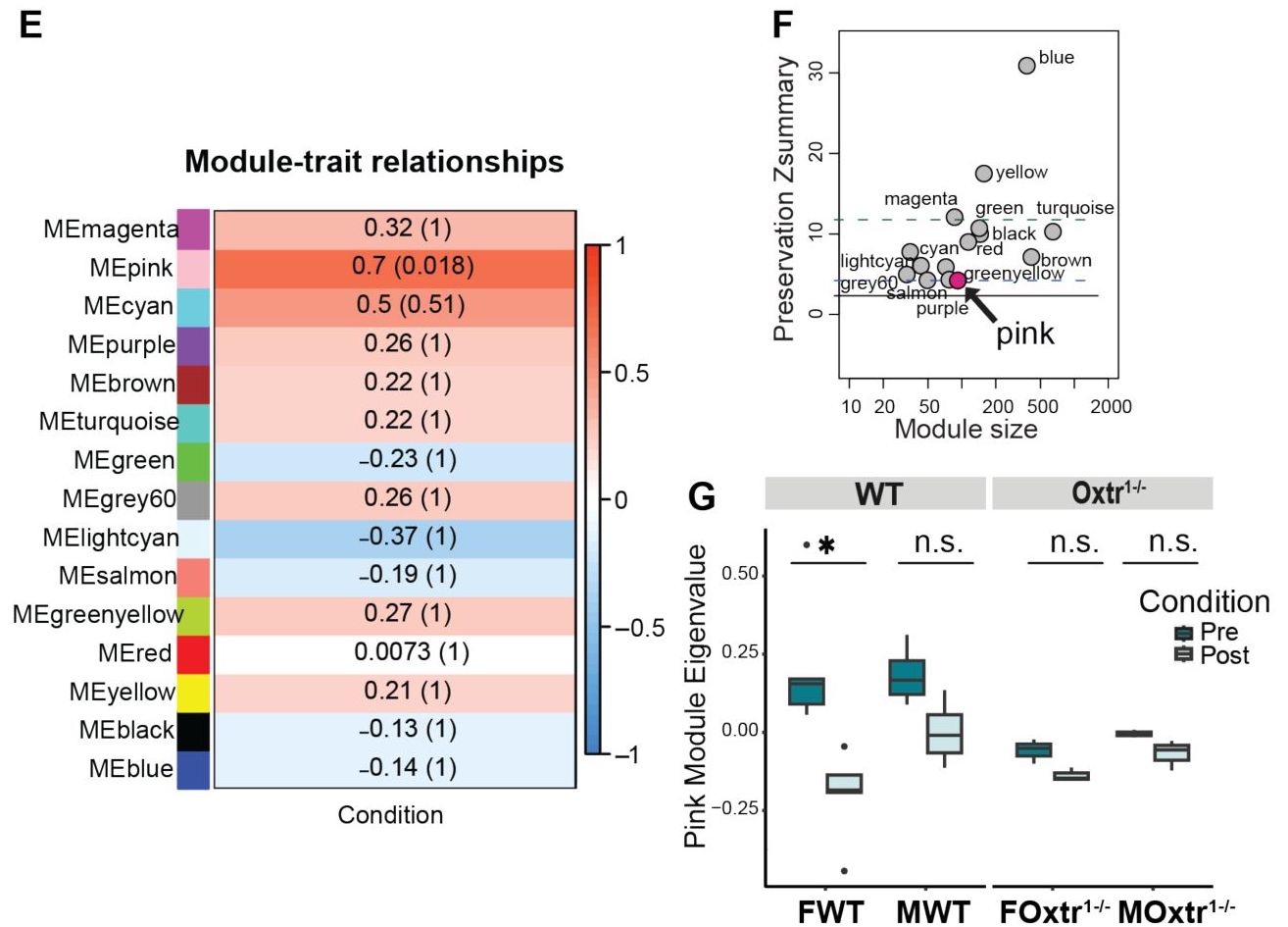 Oxytocin receptor controls promiscuity and development in prairie voles