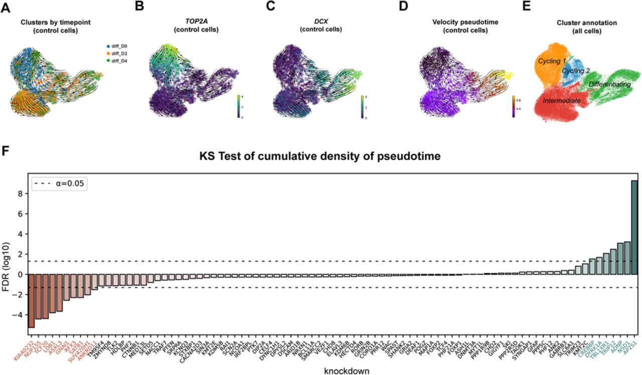 Autism genes converge on microtubule biology and RNA-binding proteins during excitatory neurogenesis
