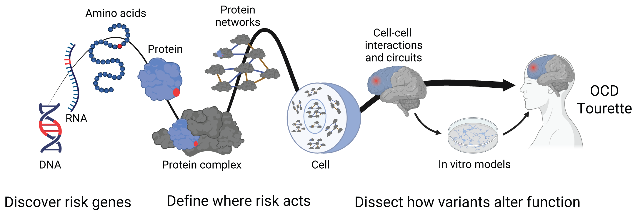 Diagram linking risk genes to molecular and cellular mechanisms in OCD and Tourette disorder